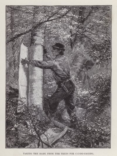 Taking the Bark from the Trees for Canoe-Making by English School