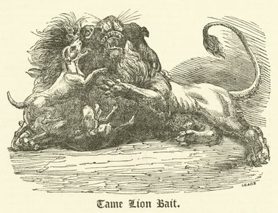 Tame Lion Bait by English School