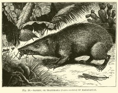 Tanrec, or Trandraka (Centetes Ecaudatus) of Madagascar by English School