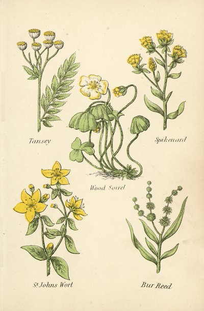 Tansey, Spikenard, Wood Sorrel, St Johns Wort, Bur Reed by English School