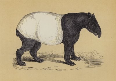 Tapir by English School