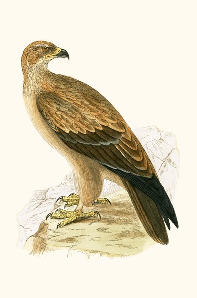 Tawny Eagle, illustration from 