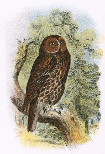 Tawny Owl by English School