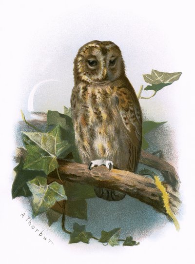 Tawny Owl by English School