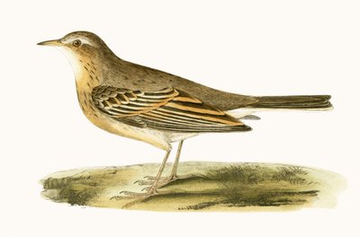 Tawny Pipit, illustration from 