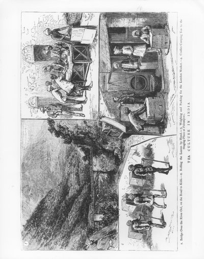 Tea Culture in India, 1883 by English School