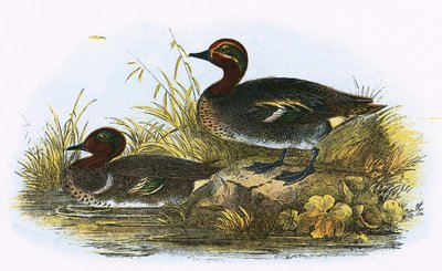 Teal and American Teal by English School