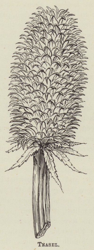 Teasel by English School