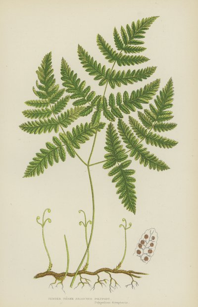 Tender Three Branched Polypody by English School