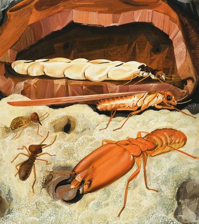 Termites by English School