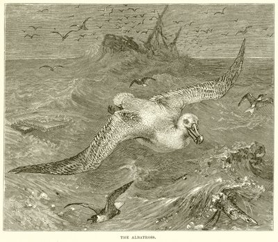The Albatross by English School