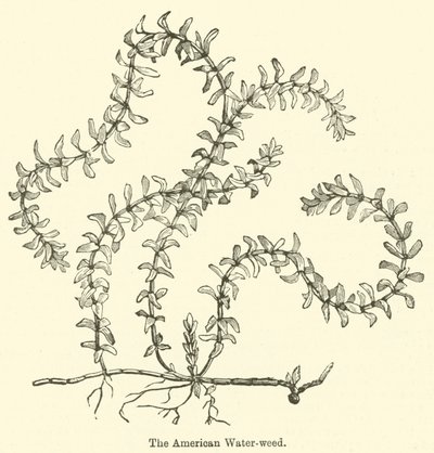 The American Water-Weed by English School