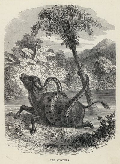 The Anaconda by English School