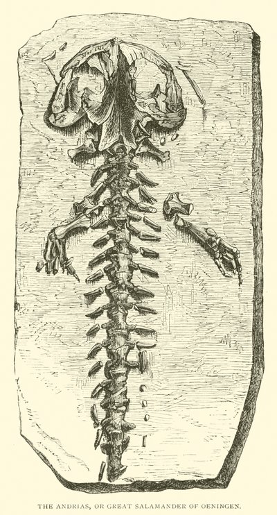 The Andrias, or Great Salamander of Oeningen by English School