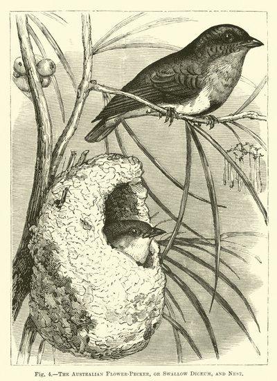 The Australian Flower-Pecker, or Swallow Dicaeum, and Nest by English School