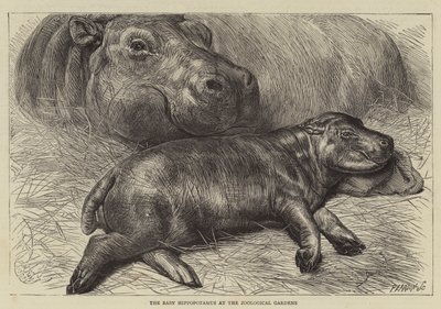 The Baby Hippopotamus at the Zoological Gardens by English School