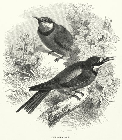 The Bee-Eater by English School