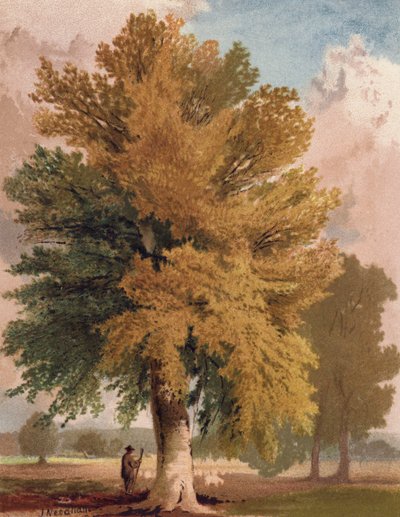 The Beech in Early Autumn by English School