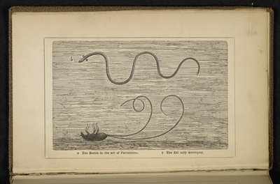 The Beetle in the act of Parturition, Frontispiece to 