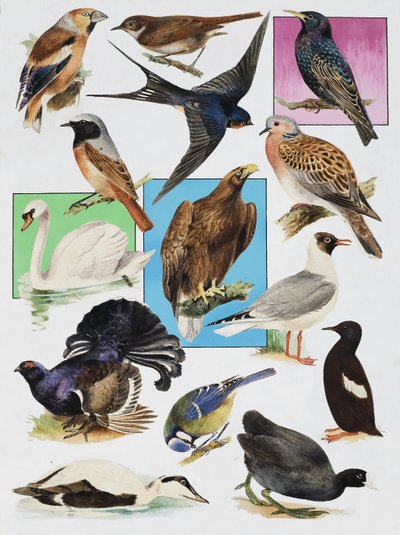 The Birds of Britain by English School