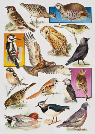 The Birds of Britain by English School