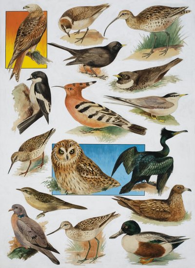 The Birds of Britain by English School