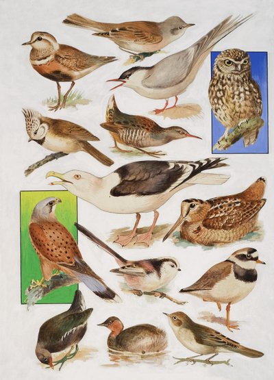 The Birds of Britain by English School