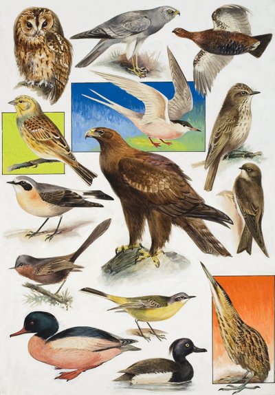 The Birds of Britain by English School