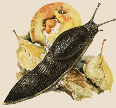 The Black Slug by English School