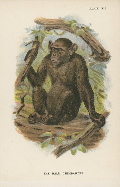 The Bald Chimpanzee by English School