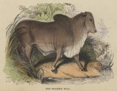 The Brahmin Bull by English School