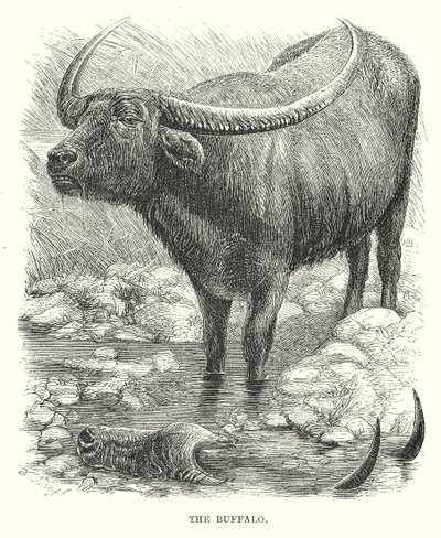 The Buffalo by English School