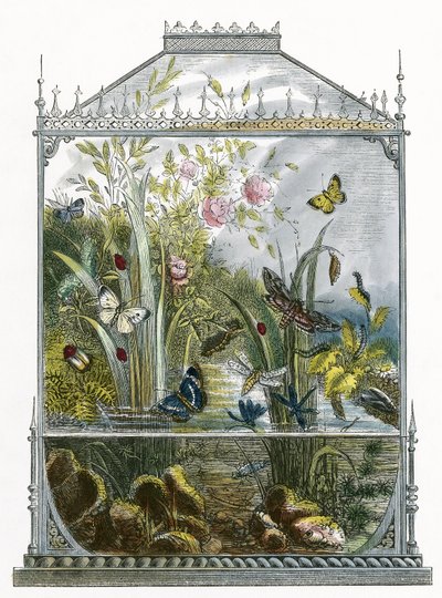 The Butterfly Vivarium by English School