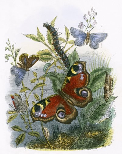 The Butterfly Vivarium by English School