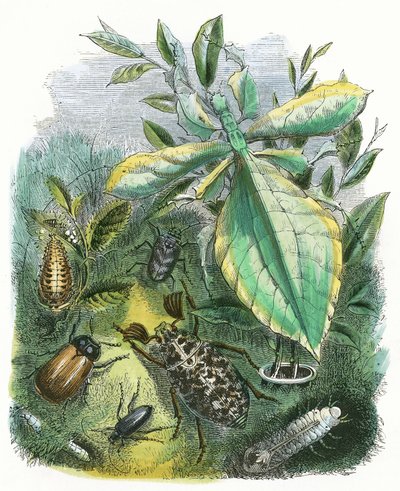 The Butterfly Vivarium by English School
