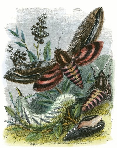 The Butterfly Vivarium by English School