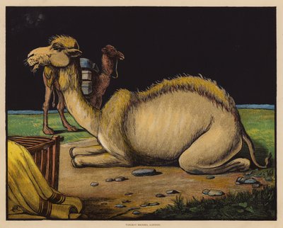 The Camel by English School