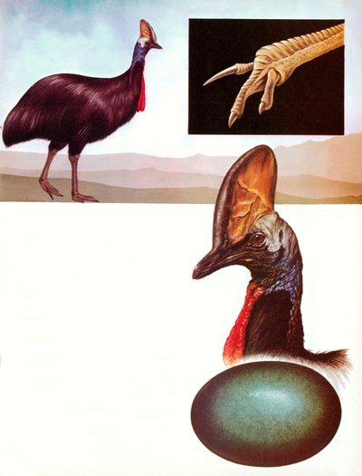 The Cassowary by English School