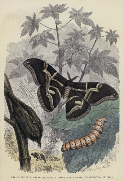 The Caterpillar, Chrysalis, Perfect Insect, and Eggs of the Silk-Worm of India by English School