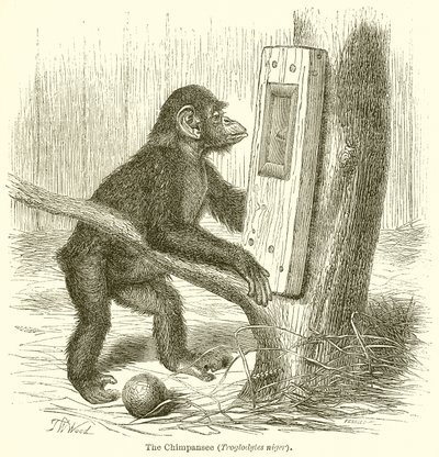 The Chimpanzee (Troglodytes Niger) by English School