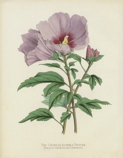 The Chinese Althaea Frutex by English School