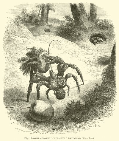 The Coconut-stealing Land-crab, Birgus Latro by English School