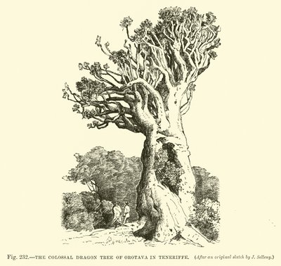 The Colossal Dragon Tree of Orotava in Teneriffe by English School