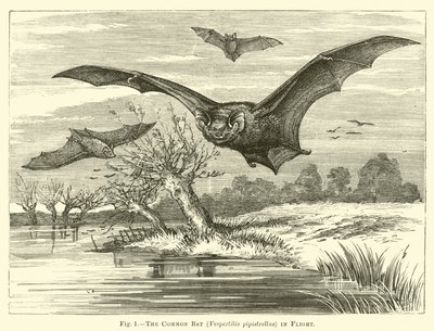 The Common Bat, Vespertilio pipistrellus, in Flight by English School