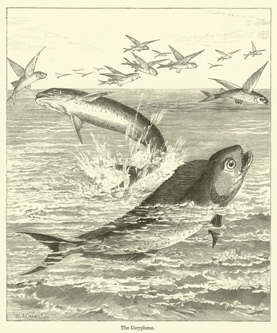 The Coryphene by English School