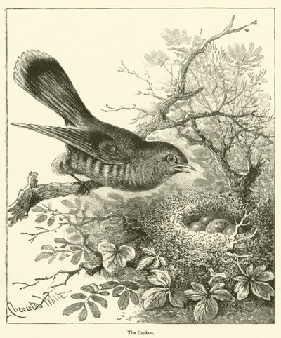 The Cuckoo by English School