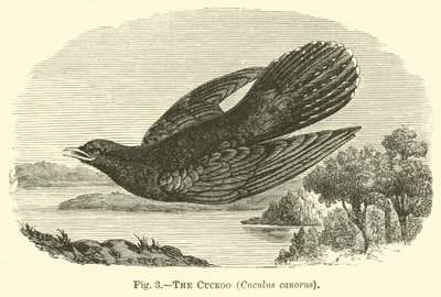The Cuckoo, Cuculus canorus by English School