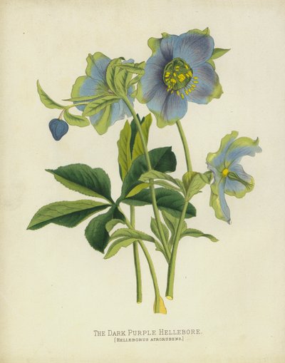 The Dark Purple Hellebore by English School