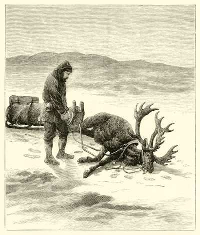 The Dead Reindeer by English School