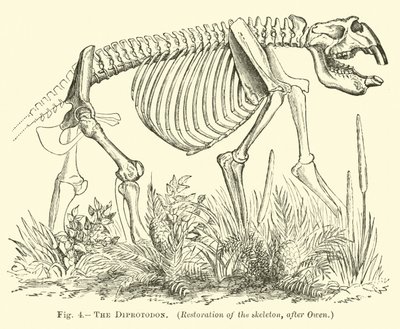 The Diprotodon by English School